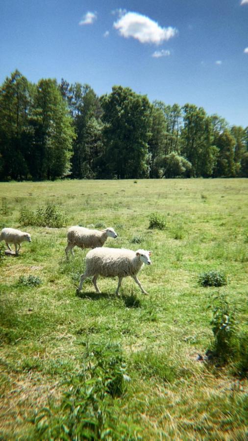 Domki Nad Pilicą Krzetow Zewnętrze zdjęcie